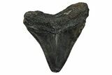Fossil Megalodon Tooth - North Carolina #345675-1